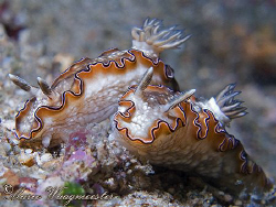Two Glossodoris sp. Nudibranchs - Penjor Reef, Bali (Cano... by Marco Waagmeester 